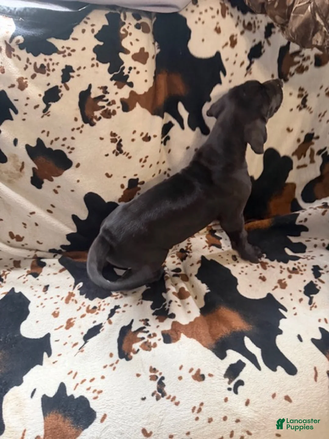 Great Dane dogs for sale: Meatloaf - Ad 2
