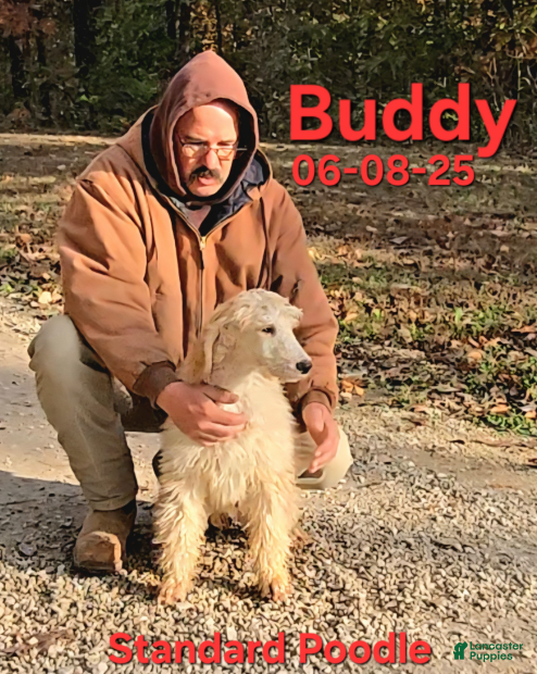 Standard Poodle dogs Buddy - Ad 29