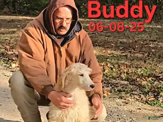 Standard Poodle dogs Buddy - Ad 19