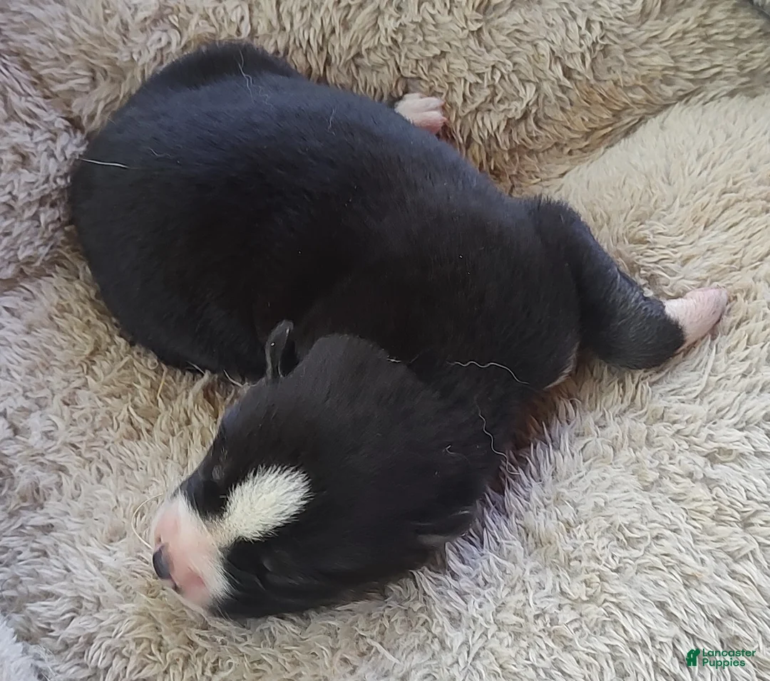 Siberian Husky dogs for sale: Sonya's male 4 - Ad 2