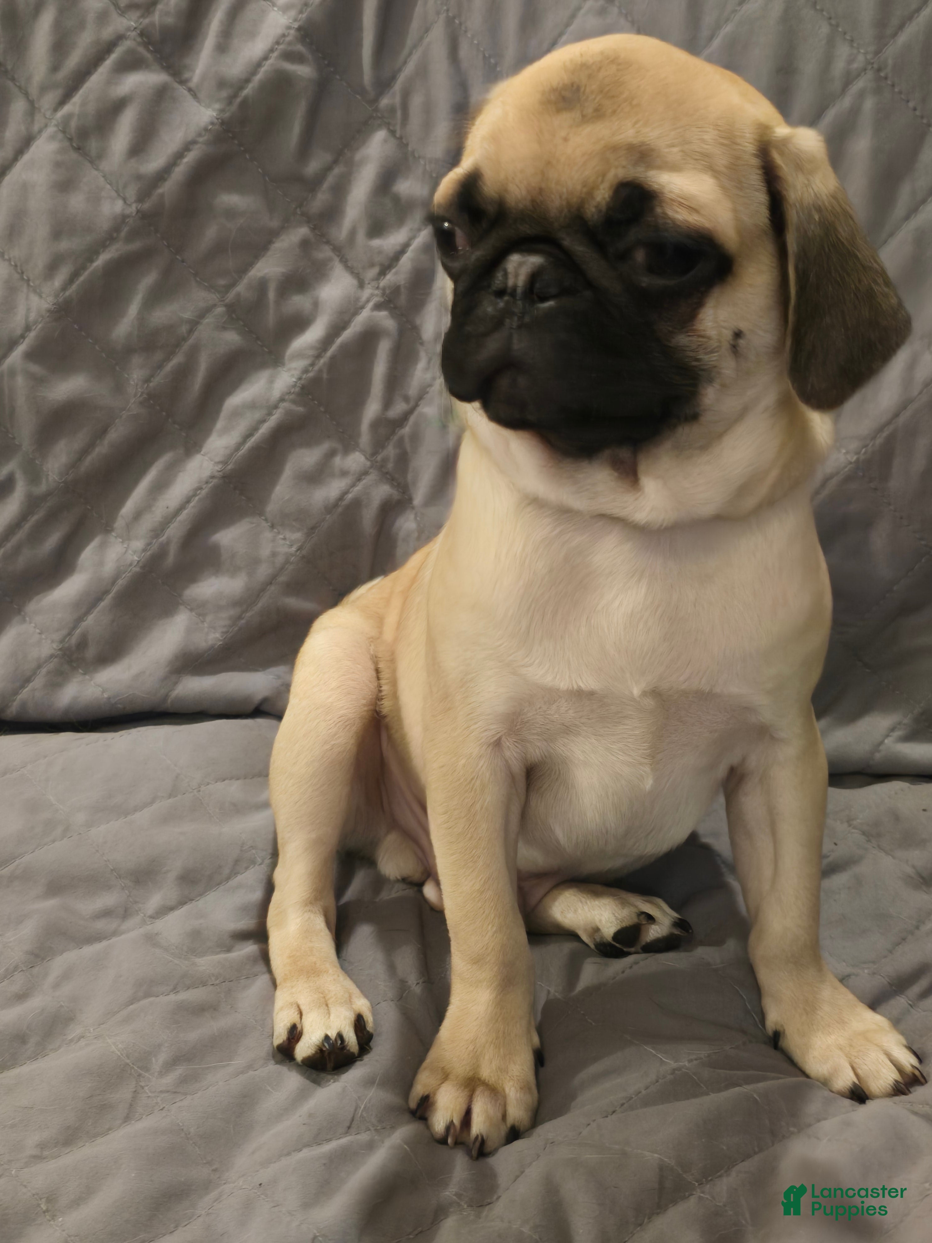 Pug dogs Pug Puppy 2 - Ad 1