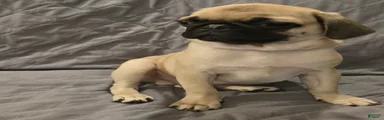 Pug Puppy 2