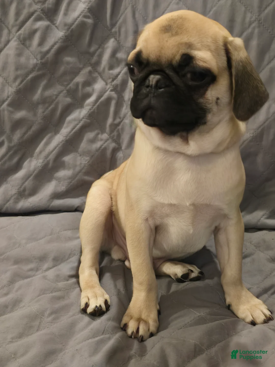 Pug dogs for sale: Pug Puppy 2 - Ad 1