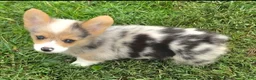 Welsh Corgi Pembroke dogs for sale: Gorgeous George  - Ad 5