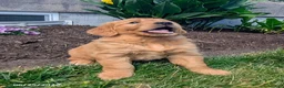 Golden Retriever dogs for sale: Tatum - Ad 2