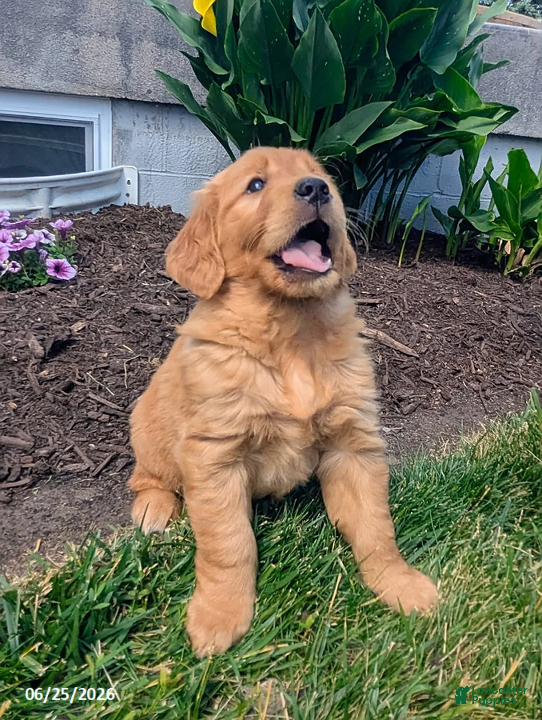 Golden Retriever dogs for sale: Tatum - Ad 2