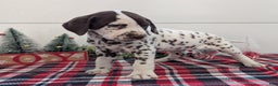 Dalmatian dogs for sale: Penny  - Ad 10