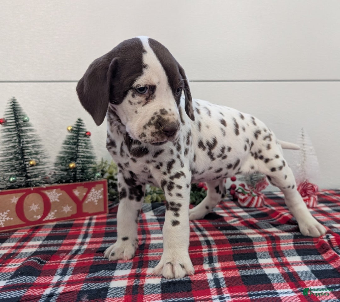 Dalmatian dogs for sale: Penny  - Ad 10