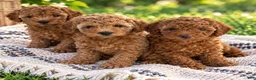 Mini Goldendoodle dogs for sale: Scarlett - Ad 3