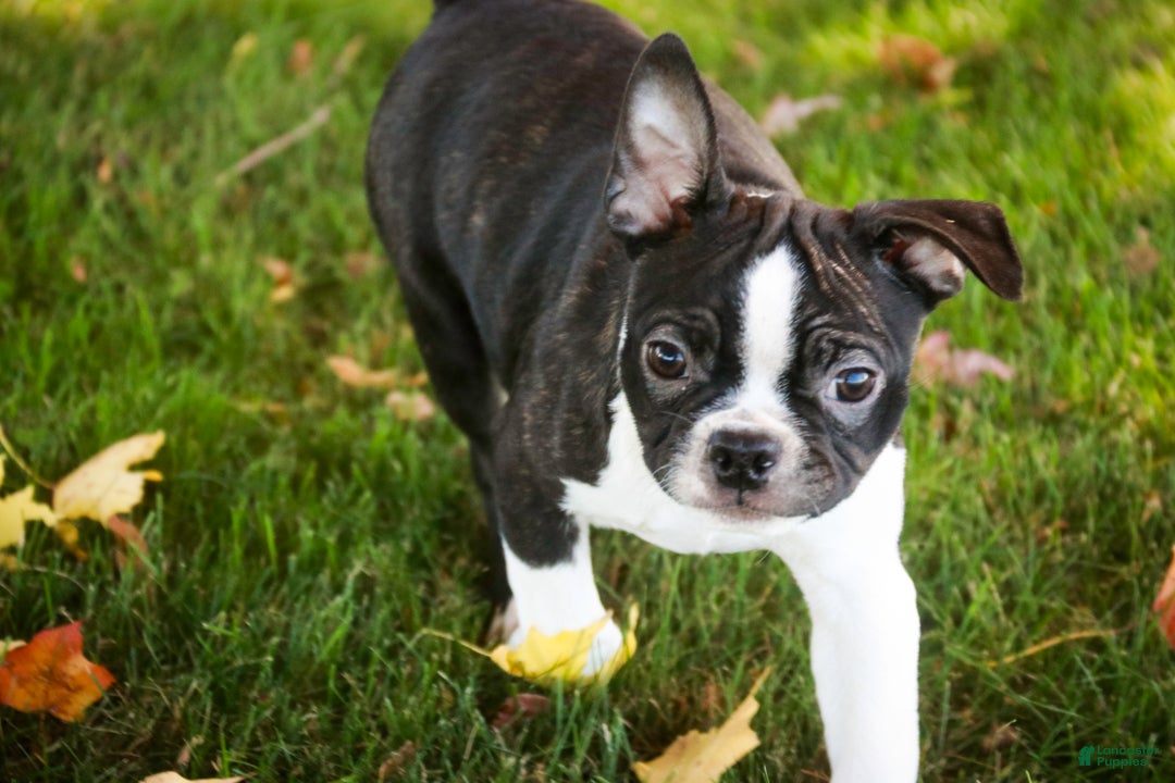 Boston Terrier dogs for sale: Howie - Ad 3