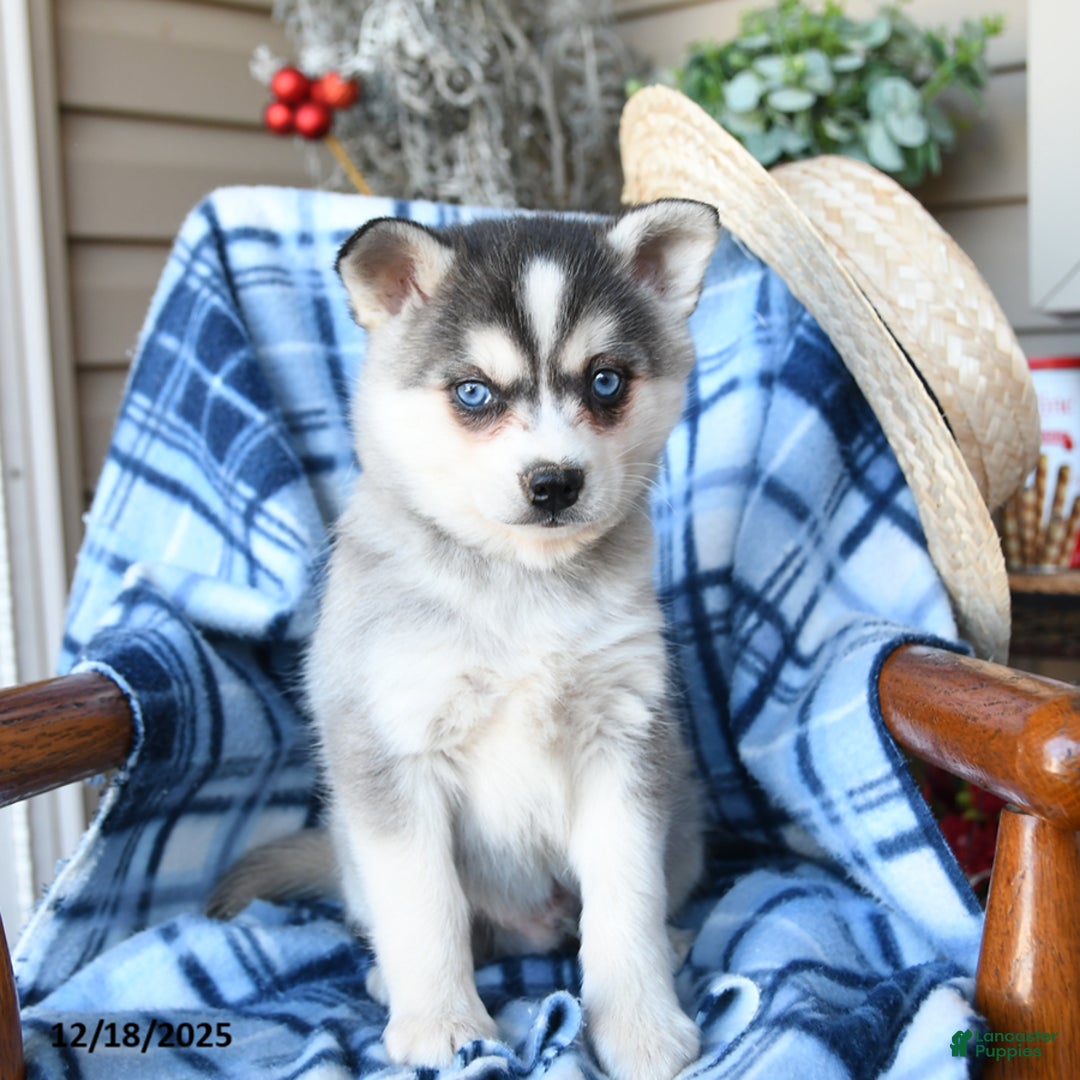 Alaskan Klee Kai dogs for sale: Frost  - Ad 2