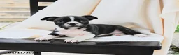 Boston Terrier dogs for sale: Ruthie - Ad 2