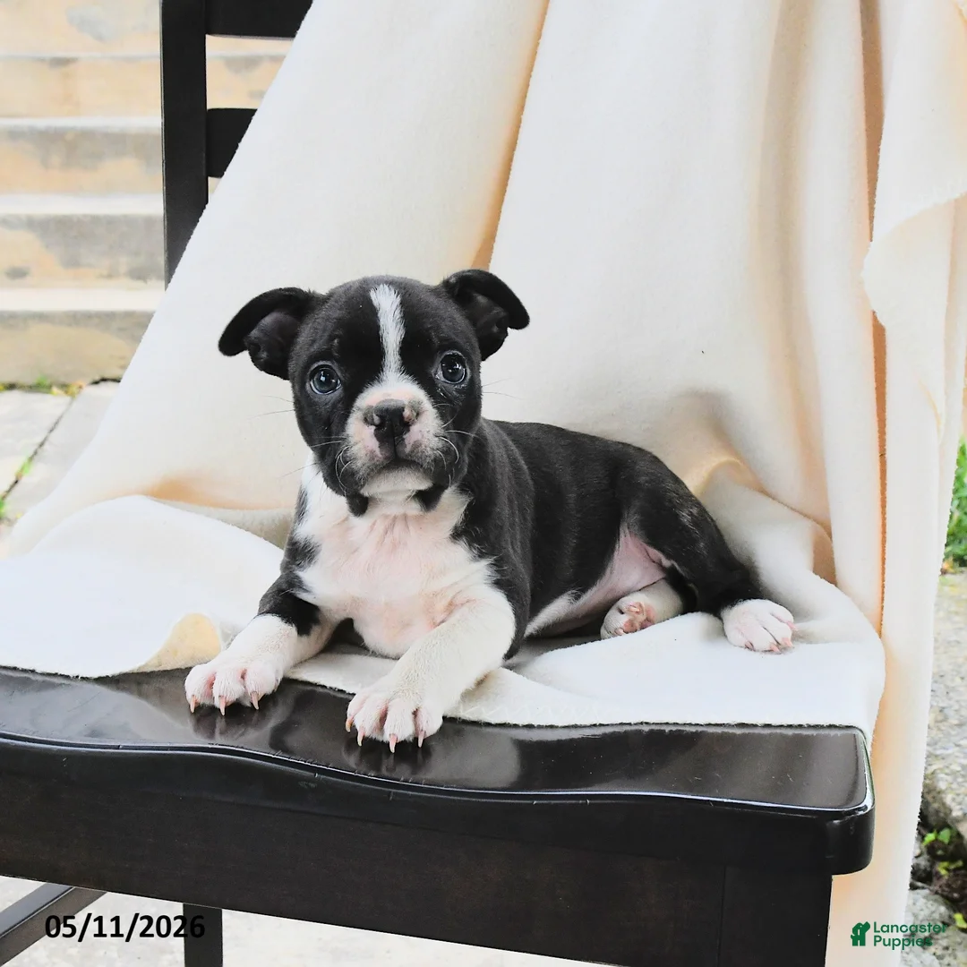 Boston Terrier dogs for sale: Ruthie - Ad 2