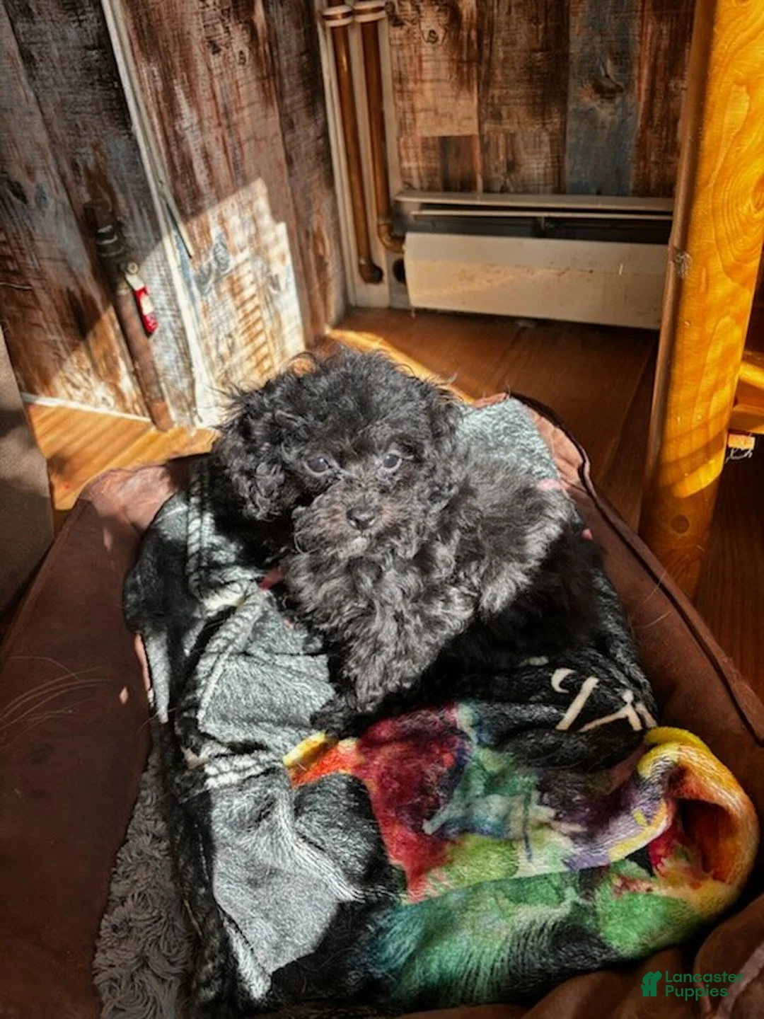 Mixed Breed dogs for sale: Cookie - Ad 1