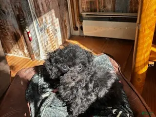 Mixed Breed dogs Cookie - Ad 35