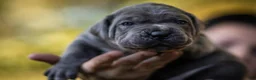Cane Corso dogs for sale: Midnight Groove’s Love’s Takes Over- Chanté - Ad 3