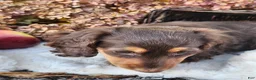 Miniature Dachshund dogs for sale: Poppy - Ad 6