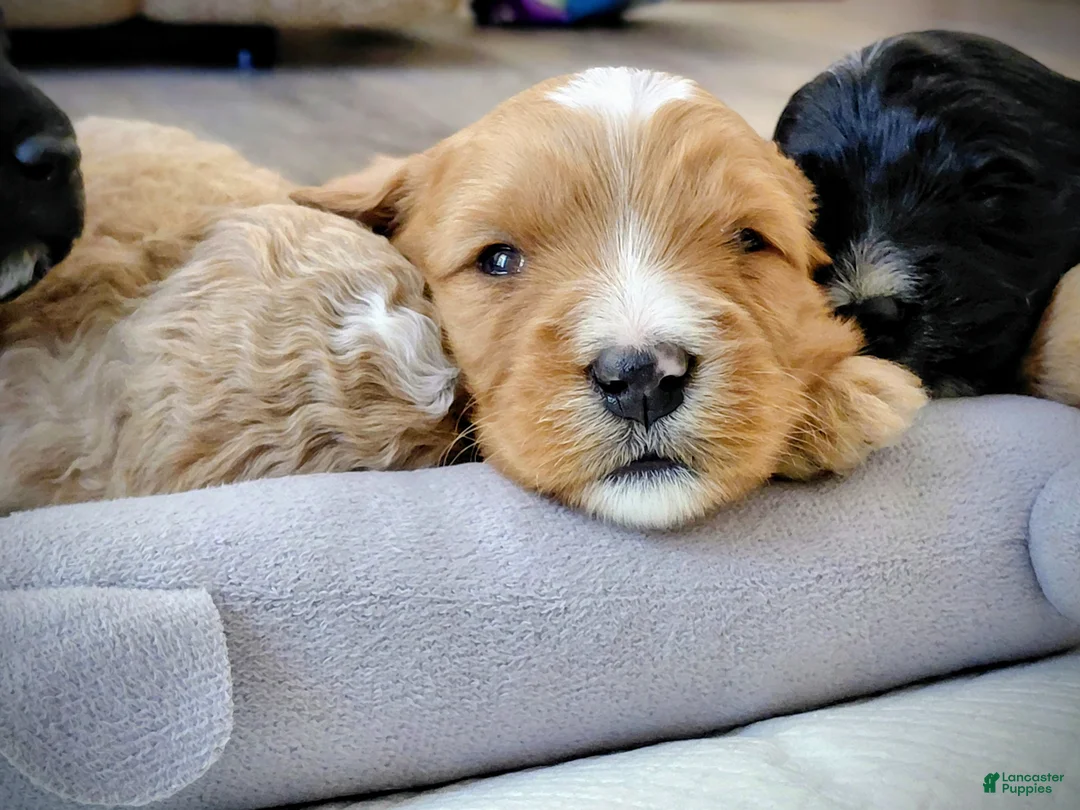 Mini Goldendoodle dogs for sale: Mini Goldendoodle (Max) - Ad 3