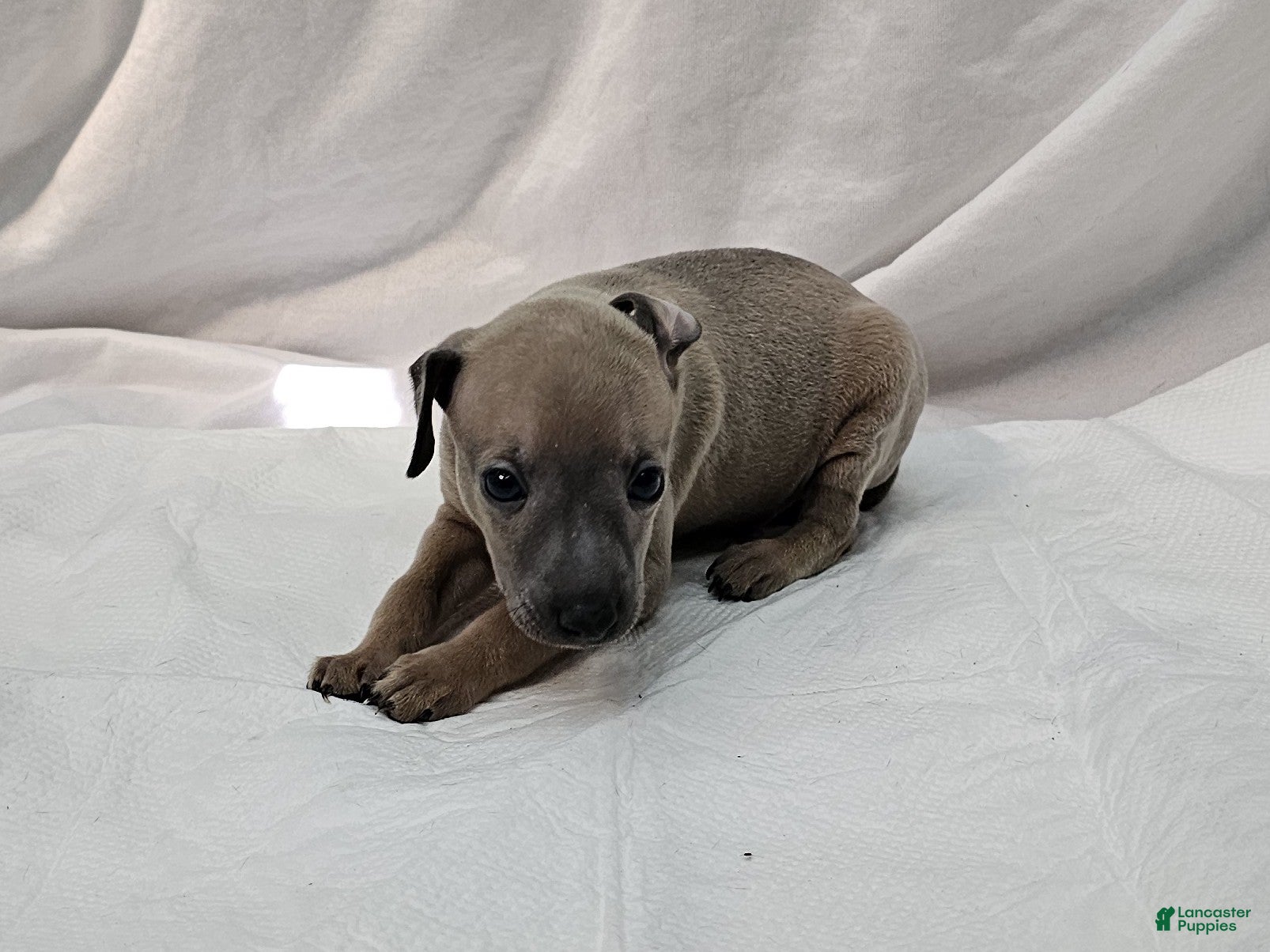 Italian Greyhound dogs Fawn Male - Aslan - Ad 2