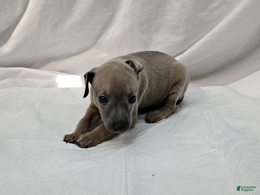 Italian Greyhound dogs for sale: Fawn Male - Aslan - Ad 2