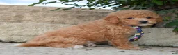 Cavapoo dogs for sale: Charlie - Ad 11