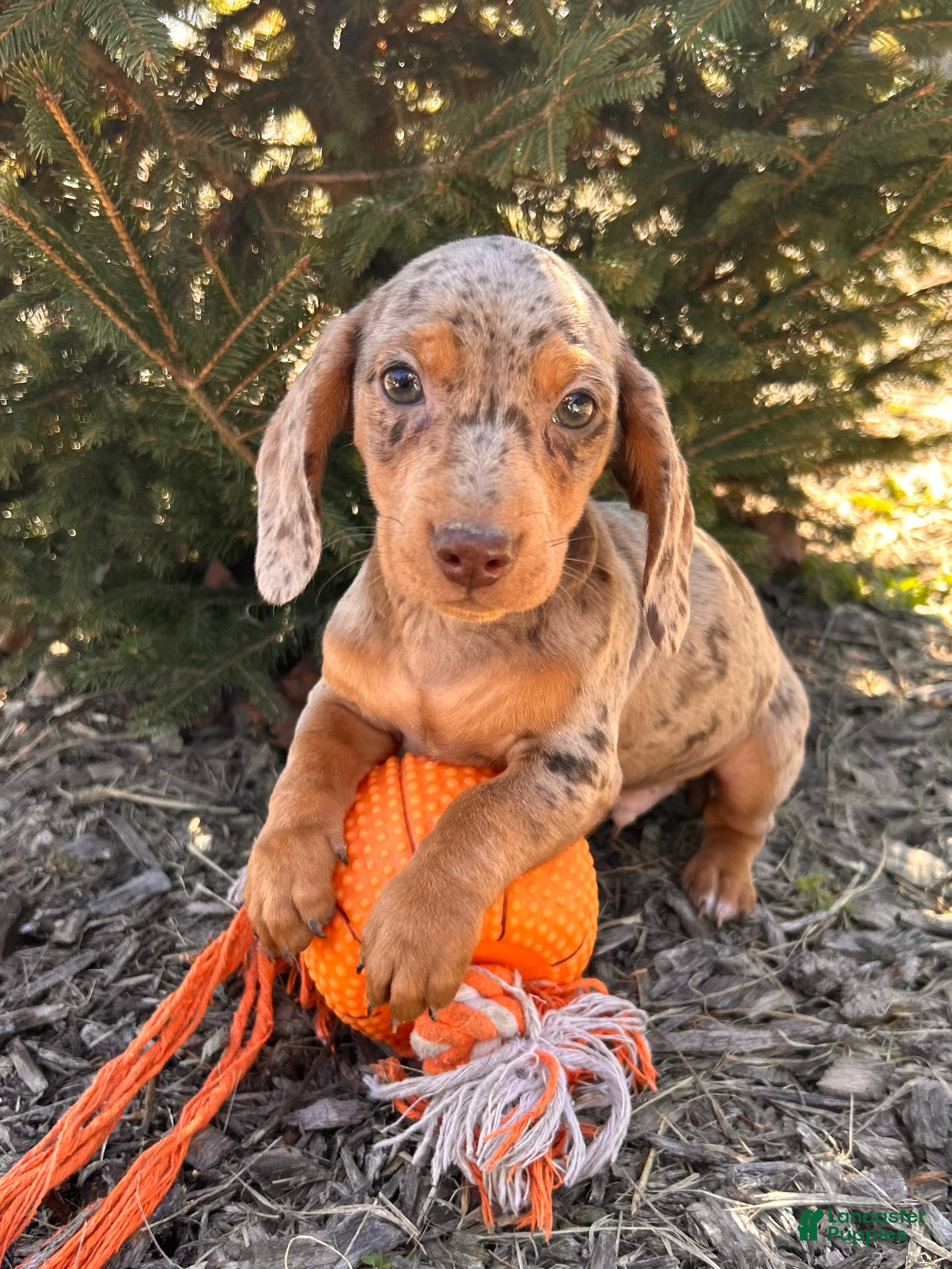 Miniature Dachshund dogs Crew - Ad 1