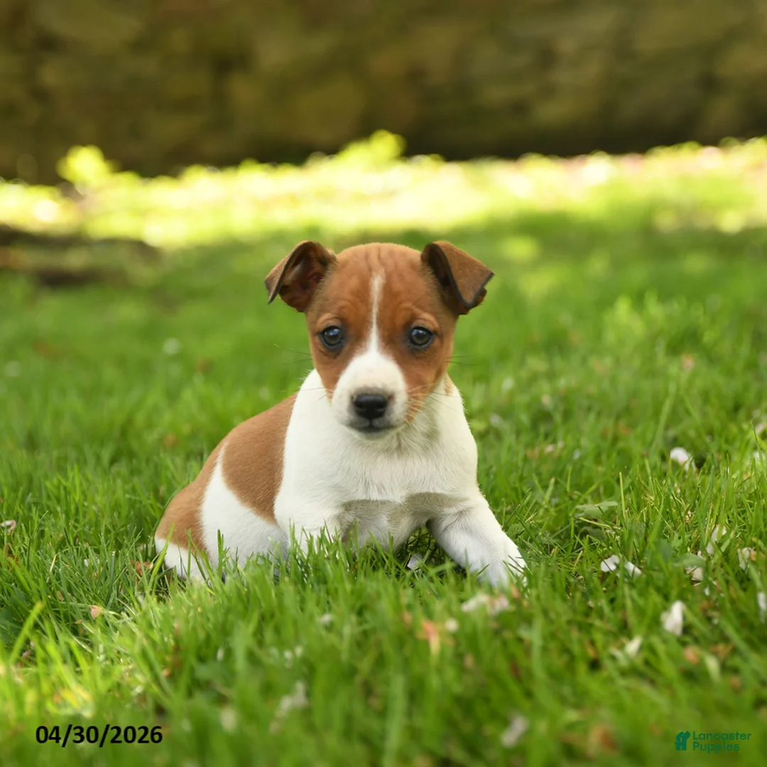 Jack Russell Terrier dogs for sale: Haley - Ad 2