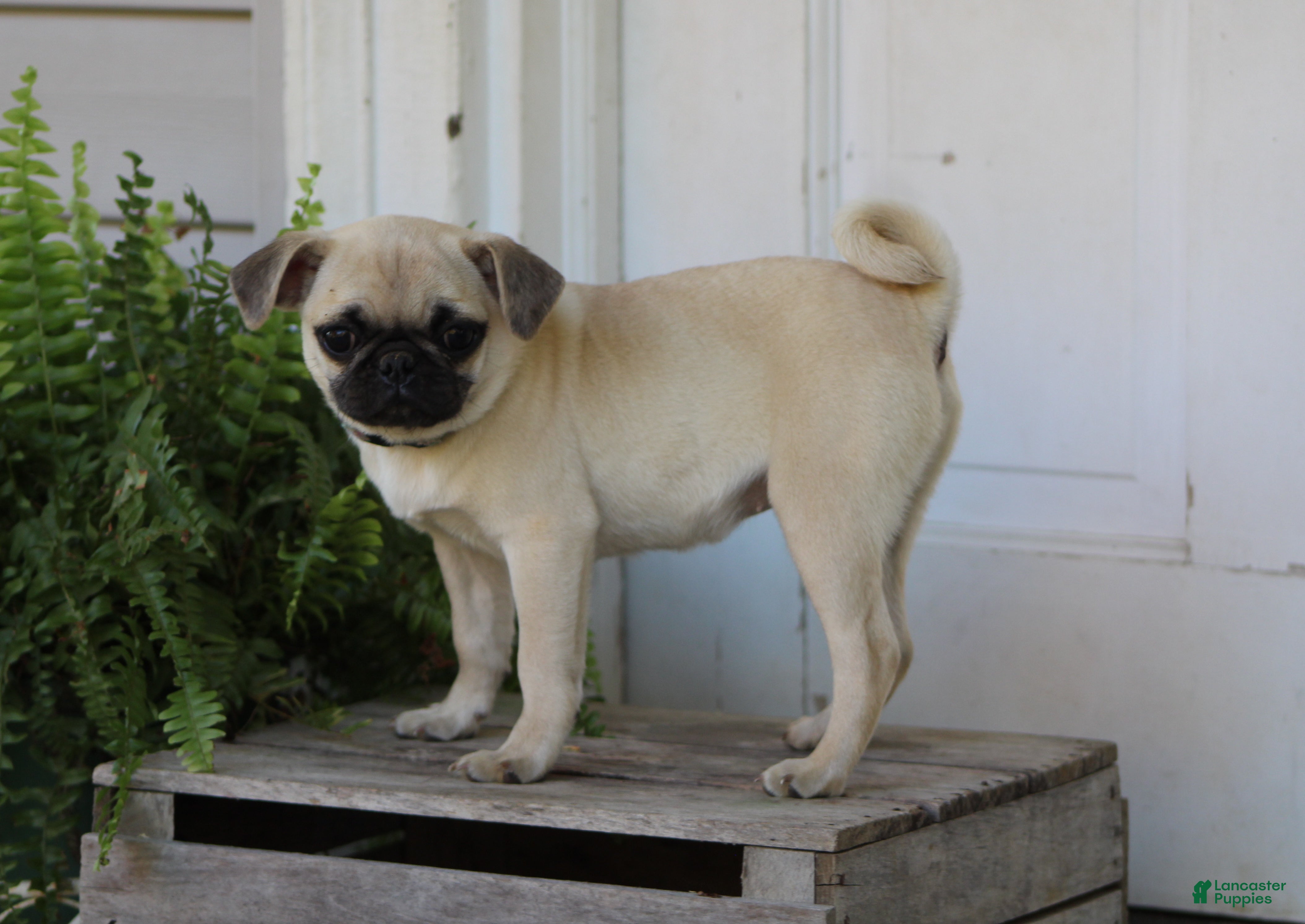 Pug Puppies for sale in Maryland Lancaster Puppies