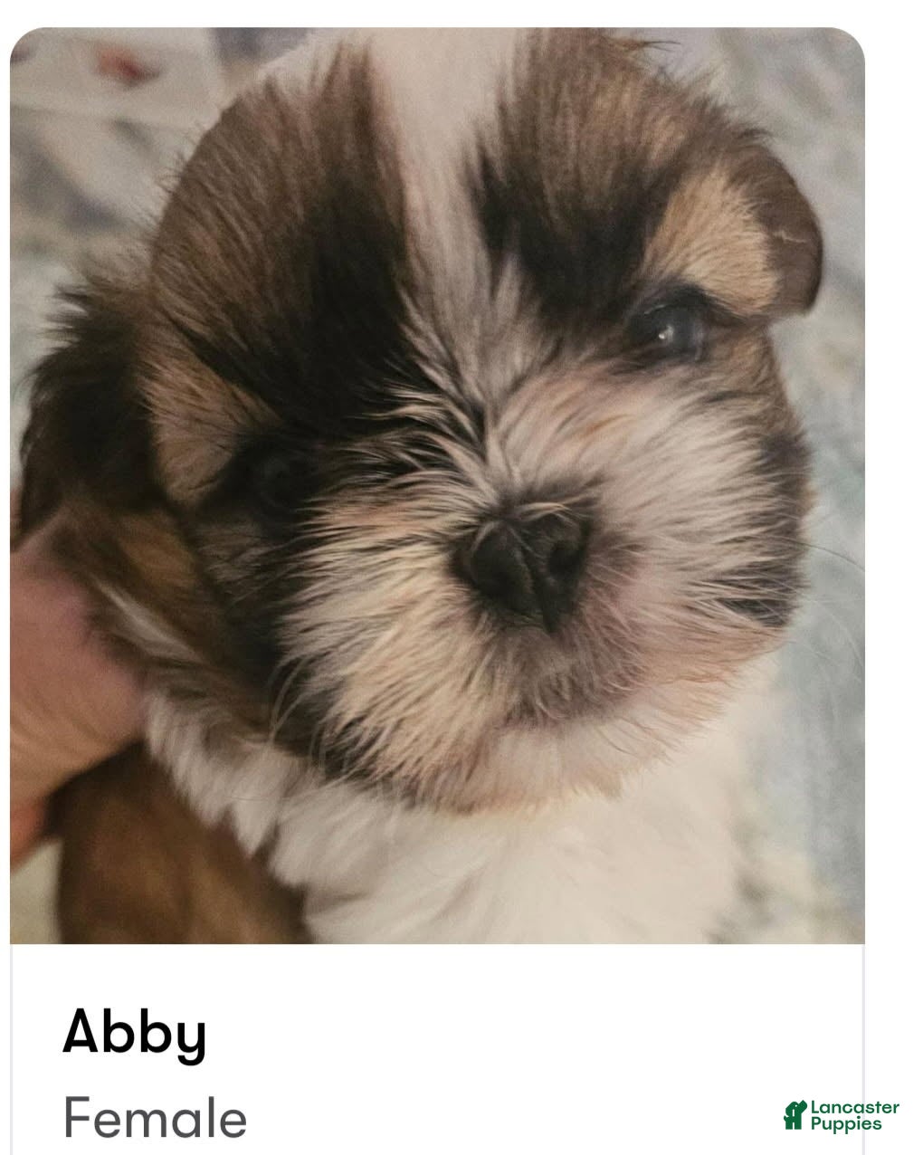 Shih Tzu dogs Abby  - Ad 1