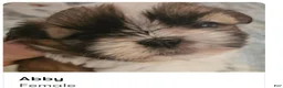 Shih Tzu dogs for sale: Abby  - Ad 1