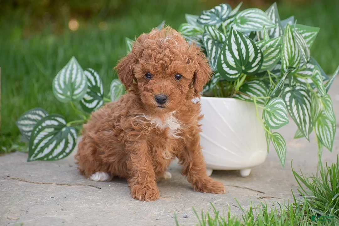 Miniature Poodle dogs for sale: Gabriella - Ad 1