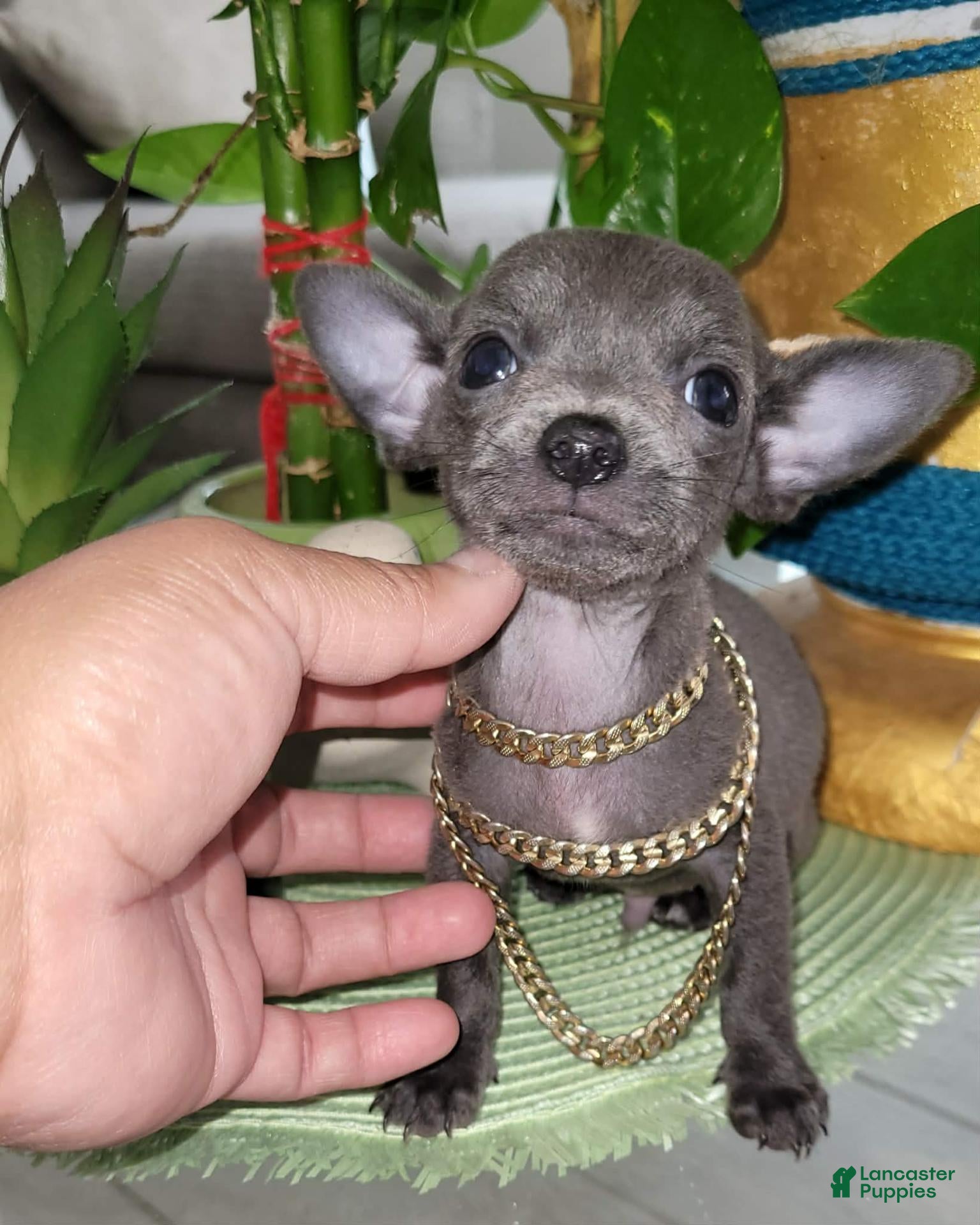 Chihuahua dogs Chihuahua 1 TEACUP LIL BLUE - Ad 1