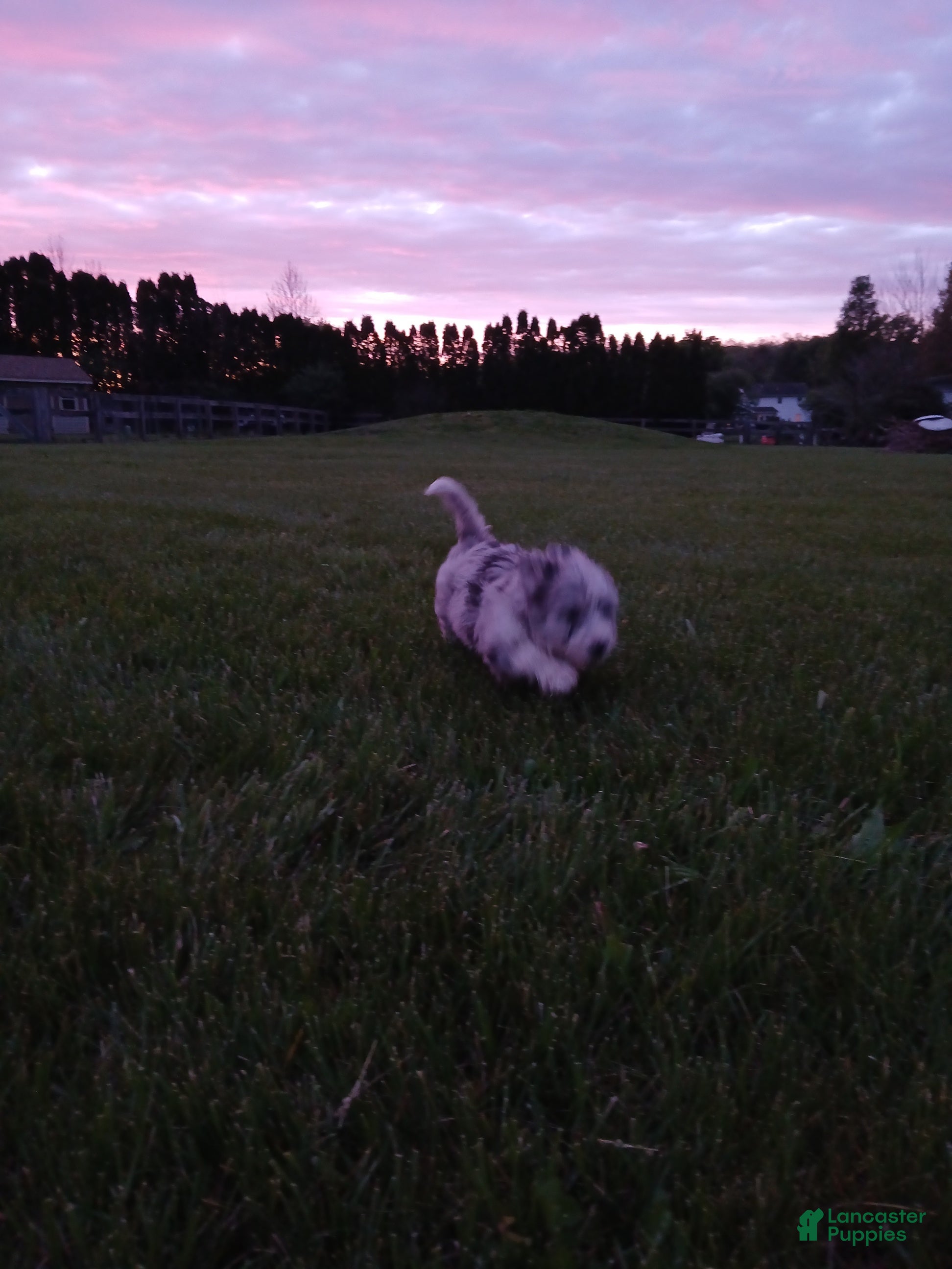 Bernedoodle dogs William, A One-of-a-Kind Spotted Boy - Ad 7