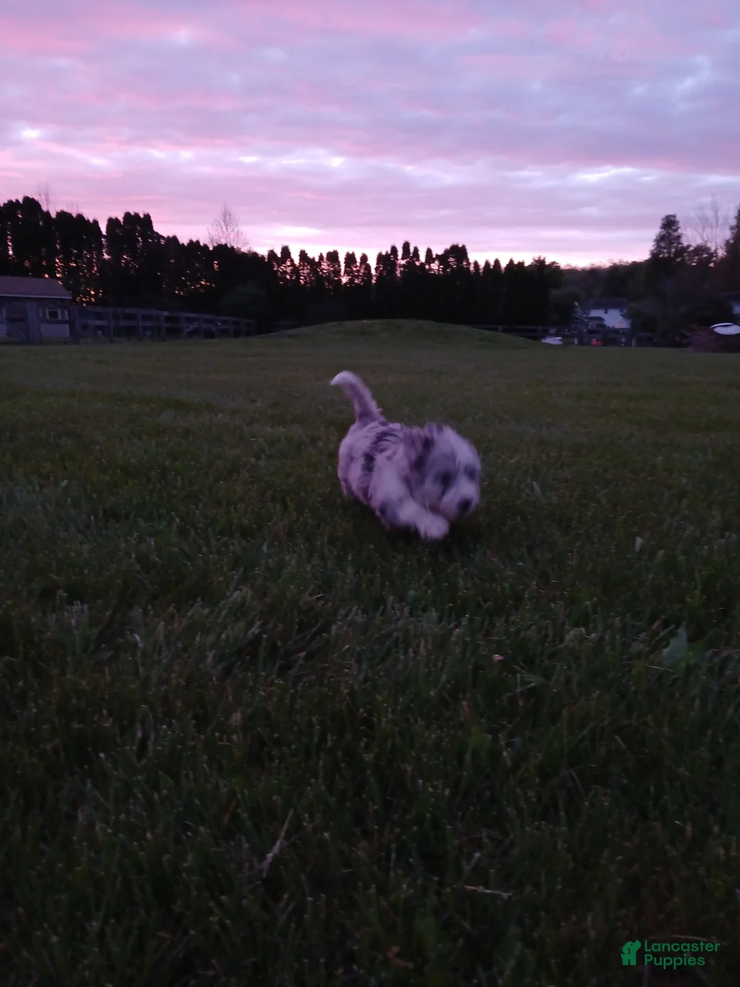 Bernedoodle dogs for sale: William, A One-of-a-Kind Spotted Boy - Ad 1