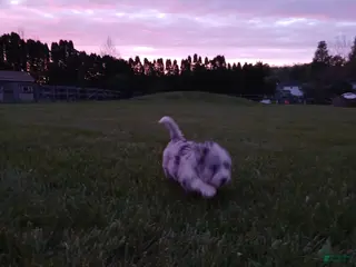 Bernedoodle dogs William, A One-of-a-Kind Spotted Boy - Ad 7