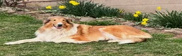 Collie dogs for sale: June - Ad 5