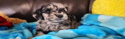 Shihpoo dogs for sale: Gus - Ad 3