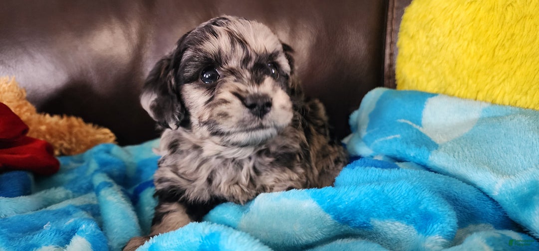 Shihpoo dogs for sale: Gus - Ad 3