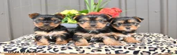 Yorkshire Terrier dogs for sale: Misty - Ad 3