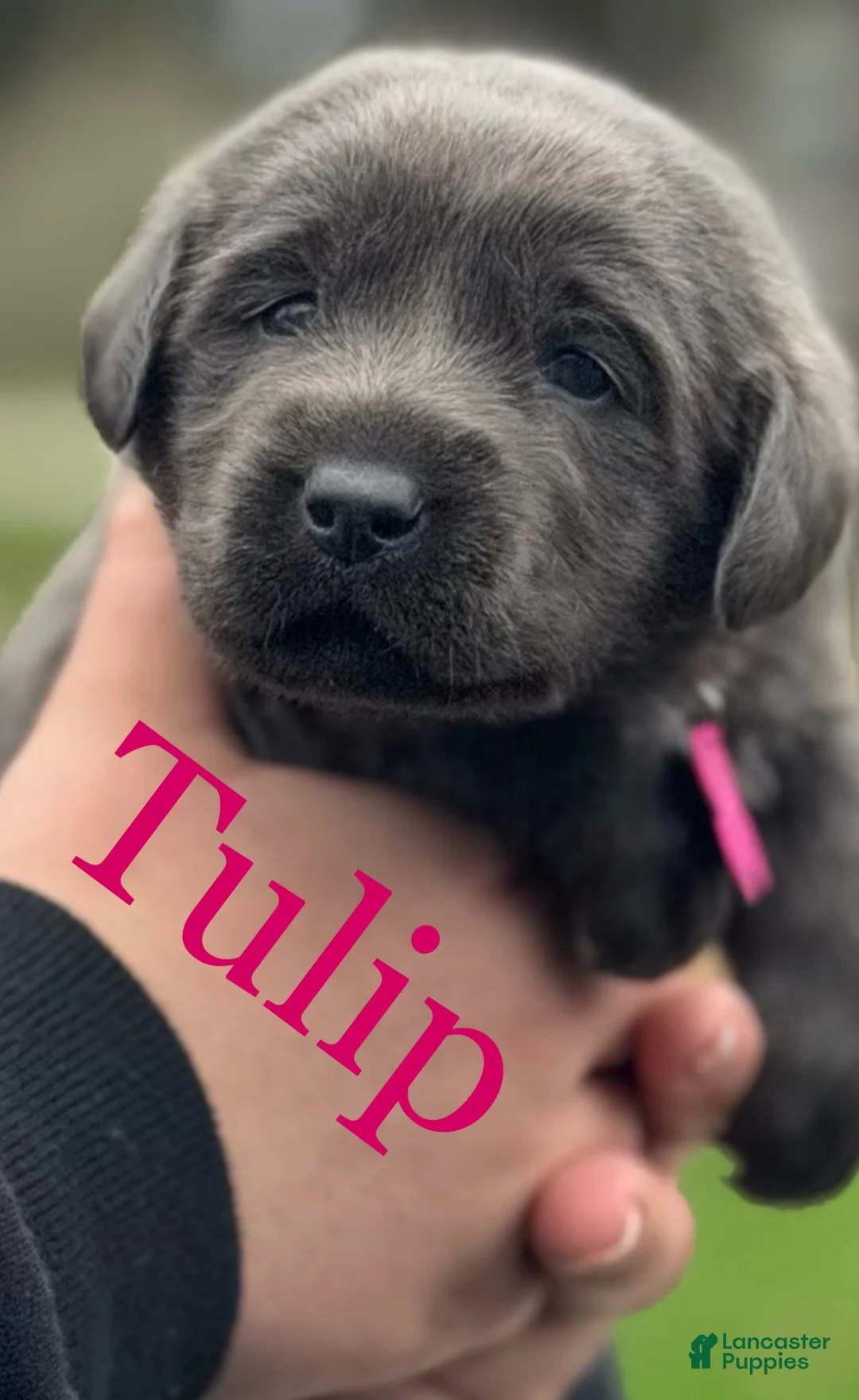 Labrador Retriever dogs for sale: Labrador Retriever Puppy 1 - Ad 1