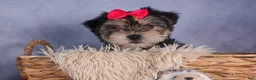 Morkie dogs for sale: Nova - Ad 3