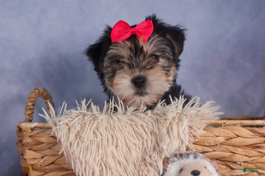 Morkie dogs for sale: Nova - Ad 3