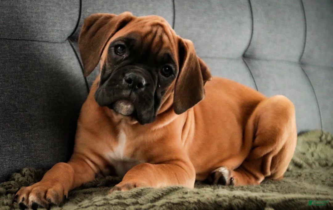 Boxer dogs for sale: Frank - Ad 7