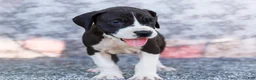 Great Dane dogs for sale: Faye - Ad 6