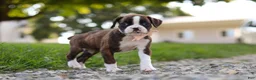 Boxer dogs for sale: Lillian - Ad 4