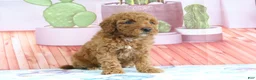 Mini Goldendoodle dogs for sale: Hannah - Ad 1