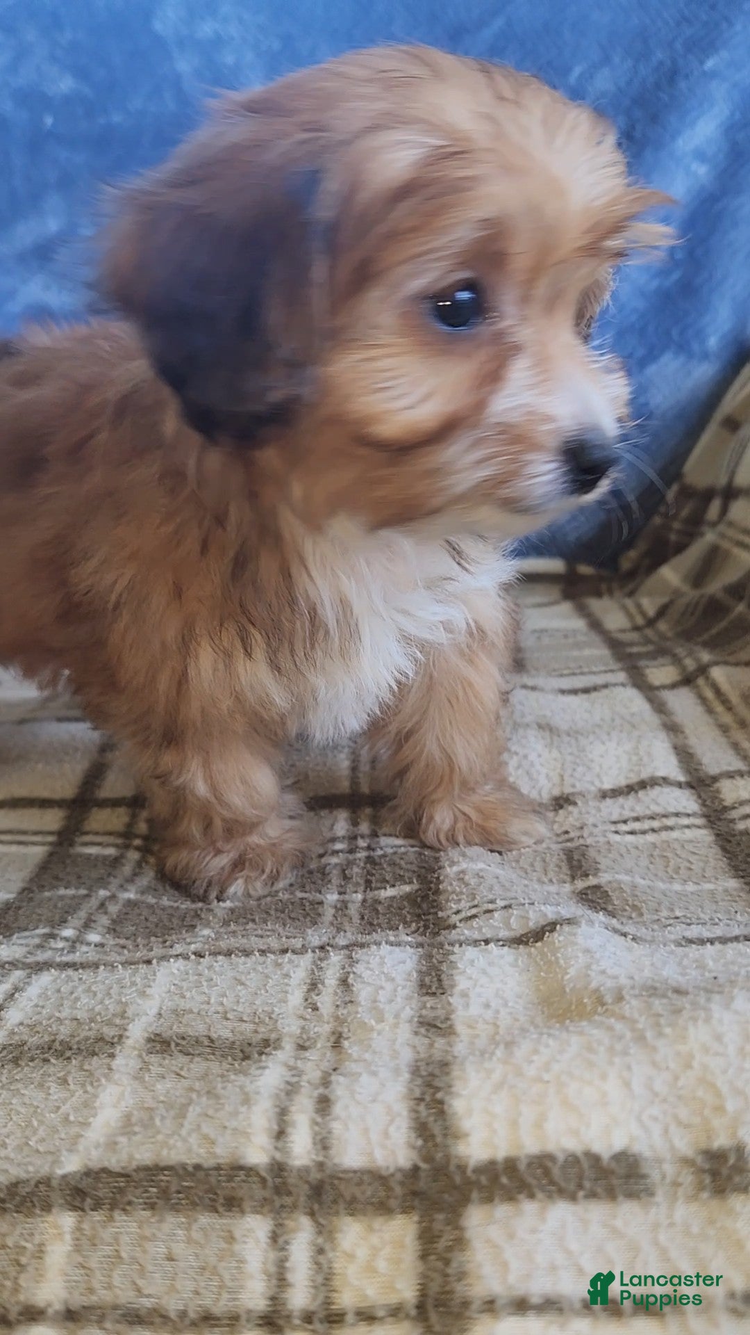 Mixed Breed dogs for sale: Molly - Ad 12