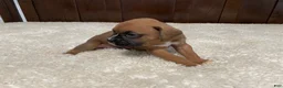 Boxer dogs for sale: Max - Ad 8