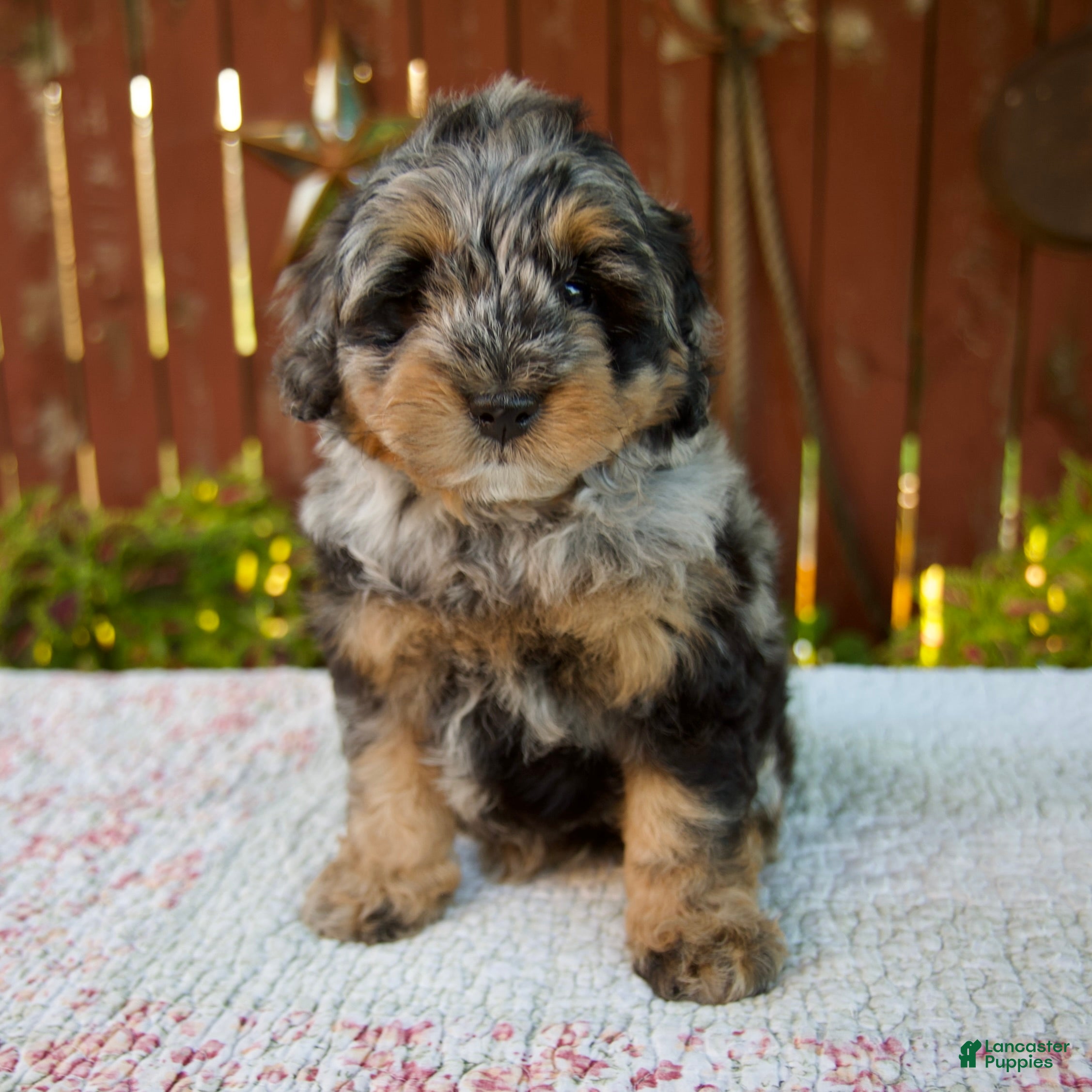 Mini Bernedoodle dogs Nicki - Ad 1