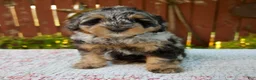 Mini Bernedoodle dogs for sale: Nicki - Ad 1